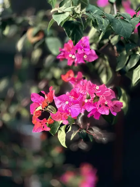 Bahçedeki güzel çiçekler