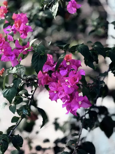 Bahçedeki güzel çiçekler