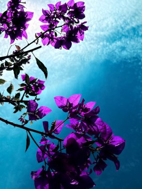 Güzel botanik fotoğrafı, doğal duvar kağıdı.