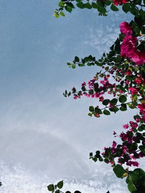 Güzel botanik fotoğrafı, doğal duvar kağıdı.