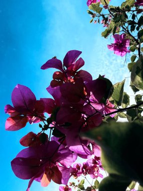 Güzel botanik fotoğrafı, doğal duvar kağıdı.