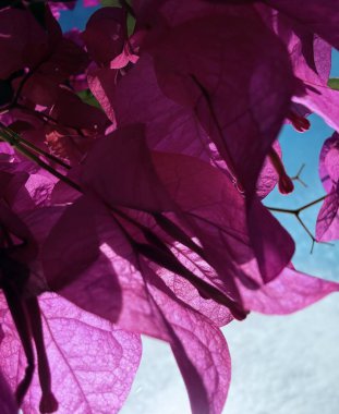 Bahçedeki güzel pembe çiçekler