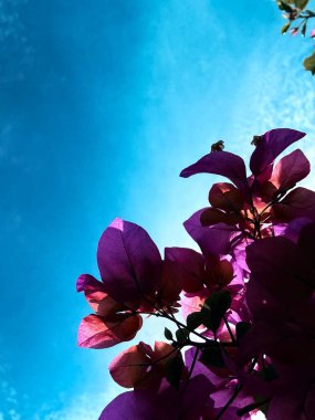 Bahçedeki güzel çiçekler