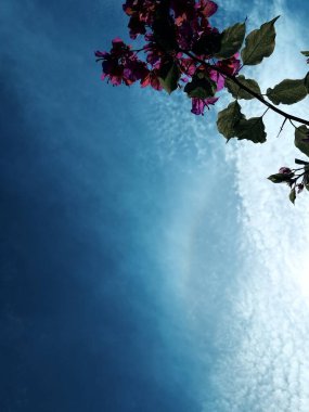 Güzel botanik fotoğrafı, doğal duvar kağıdı.