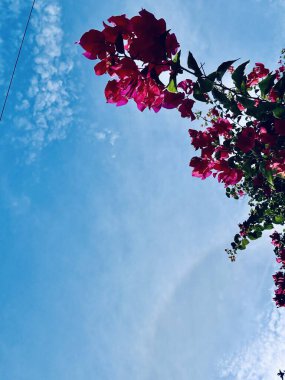 Güzel botanik fotoğrafı, doğal duvar kağıdı.