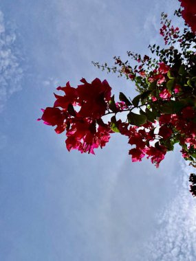 Bahçedeki güzel çiçekler