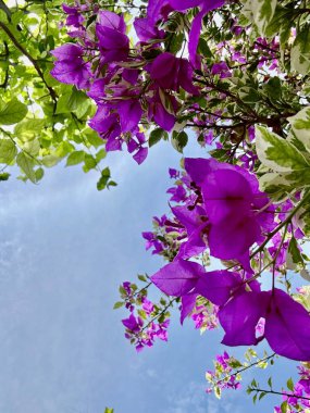 Bahçedeki güzel çiçekler