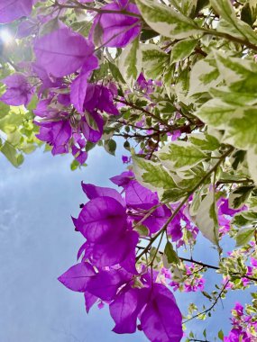 Bahçedeki güzel çiçekler