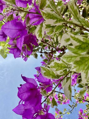 Güzel botanik fotoğrafı, doğal duvar kağıdı.