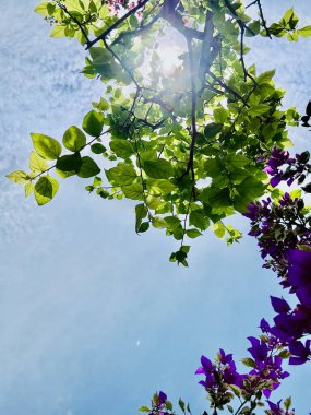 Güzel botanik fotoğrafı, doğal duvar kağıdı.