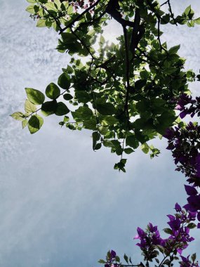 Güzel botanik fotoğrafı, doğal duvar kağıdı.