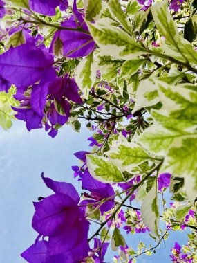 Güzel botanik fotoğrafı, doğal duvar kağıdı.