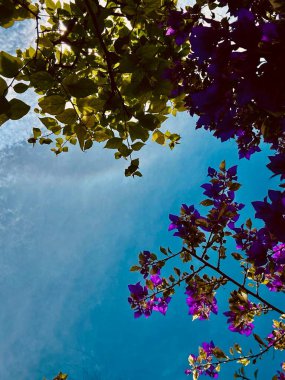 Parktaki güzel çiçekler.