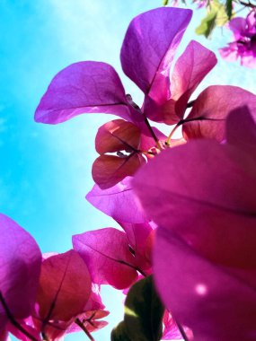 Bahçedeki güzel pembe çiçekler