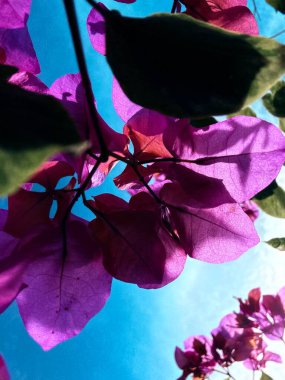 Bahçedeki güzel çiçekler