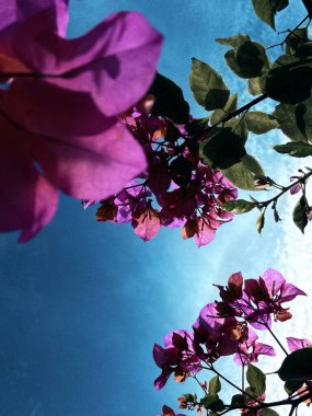 Bahçedeki güzel çiçekler