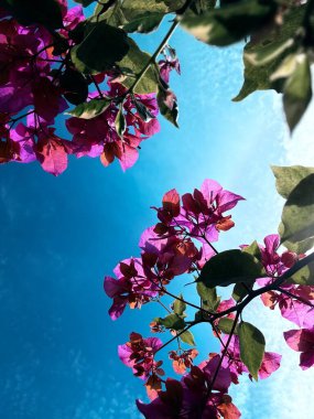 Güzel botanik fotoğrafı, doğal duvar kağıdı.