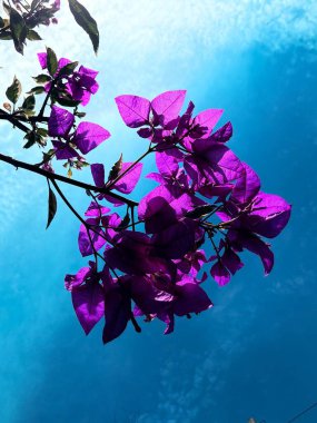 Güzel botanik fotoğrafı, doğal duvar kağıdı.