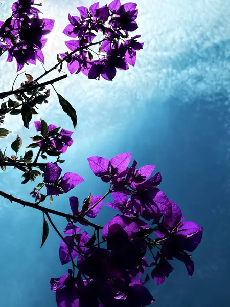 Güzel botanik fotoğrafı, doğal duvar kağıdı.