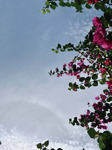 Güzel botanik fotoğrafı, doğal duvar kağıdı.