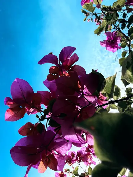 Güzel botanik fotoğrafı, doğal duvar kağıdı.