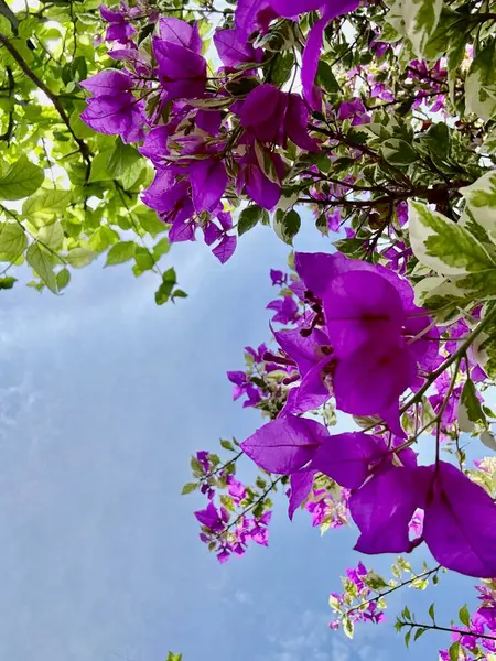 Bahçedeki güzel çiçekler