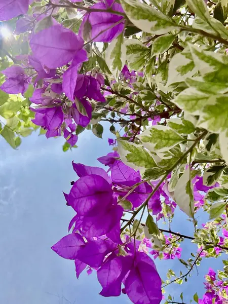 Bahçedeki güzel çiçekler