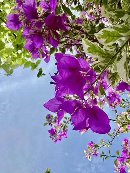 Bahçedeki güzel çiçekler