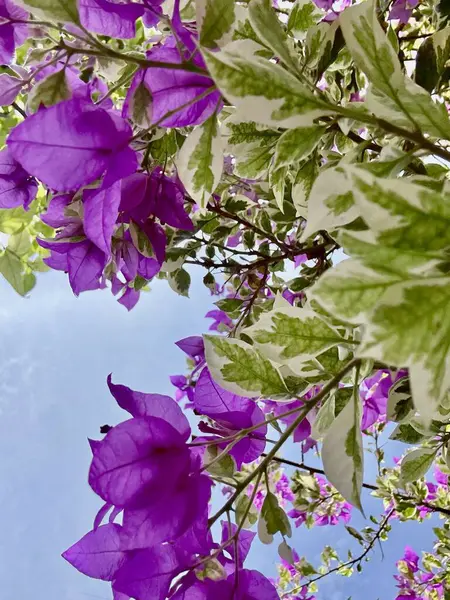 Güzel botanik fotoğrafı, doğal duvar kağıdı.