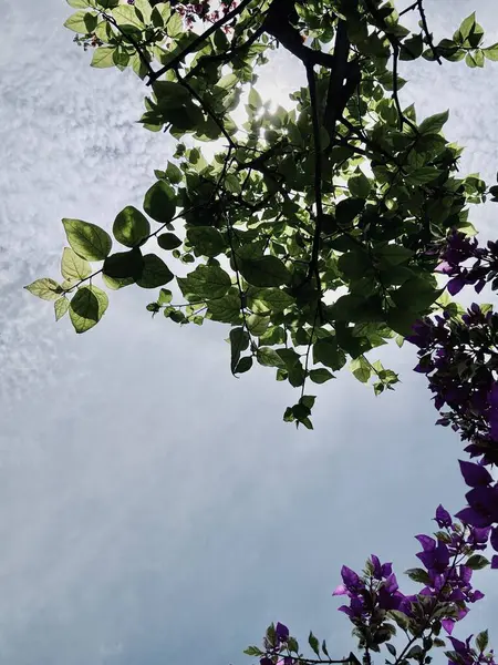 Güzel botanik fotoğrafı, doğal duvar kağıdı.