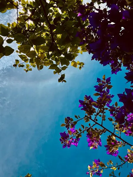 Parktaki güzel çiçekler.