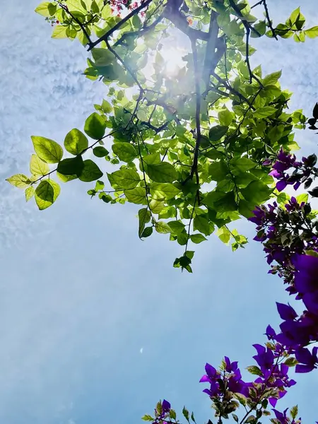 Güzel botanik fotoğrafı, doğal duvar kağıdı.