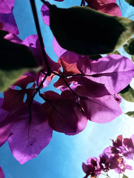 Bahçedeki güzel çiçekler