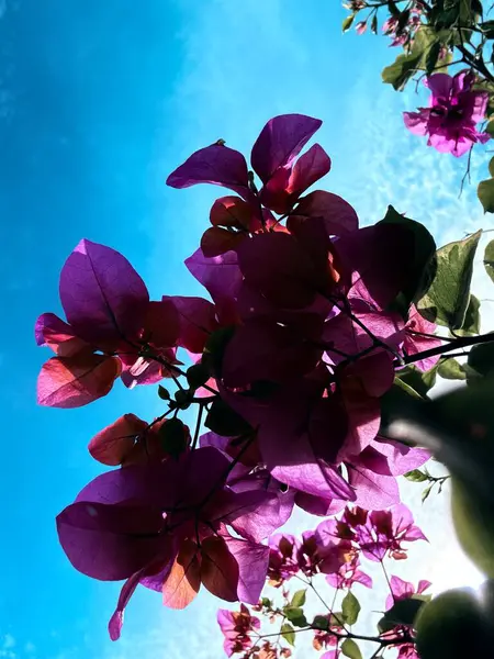 Güzel botanik fotoğrafı, doğal duvar kağıdı.