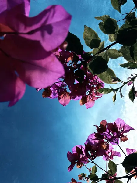 Bahçedeki güzel çiçekler