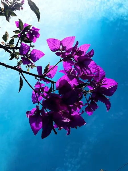 Güzel botanik fotoğrafı, doğal duvar kağıdı.