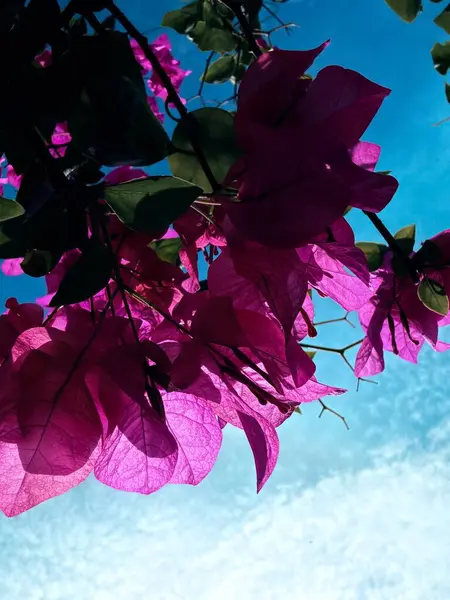 Güzel botanik fotoğrafı, doğal duvar kağıdı.
