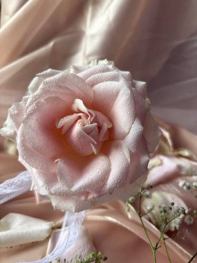 Narin yapraklı pembe gül