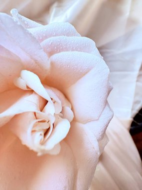 Beyaz arka planda güzel pembe bir gül