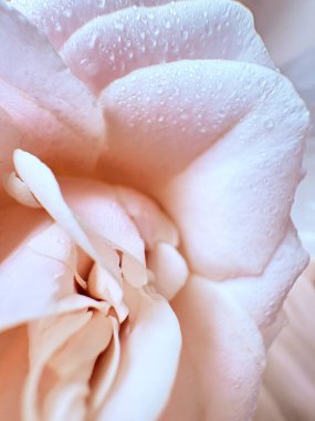 Bahçede güzel bir gül