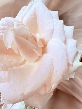 Pembe arka planda güzel beyaz güller