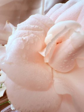 Su damlalı güzel beyaz çiçek