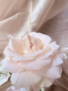 Bahçede güzel pembe bir gül