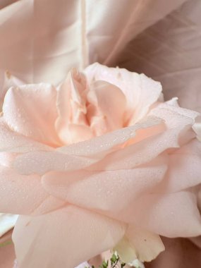 Beyaz Gül 'e yakın