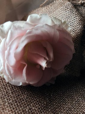 Ahşap arka planda pembe çiçek