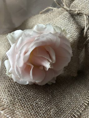 Beyaz kumaş desenli beyaz gül çiçeği.