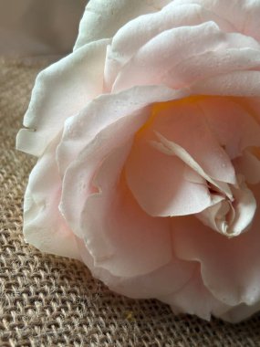 Koyu arkaplanda güzel beyaz bir gül