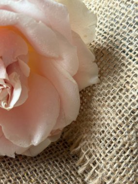 Ahşap arka planda pembe gül.