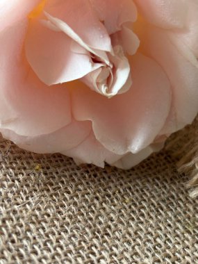 Beyaz arkaplanı olan güzel pembe bir gül