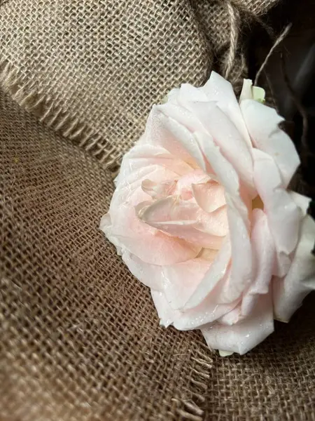 Tahta bir arka planda güzel bir gül çiçeği